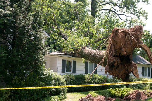 Springfield Tree Service Pros Image